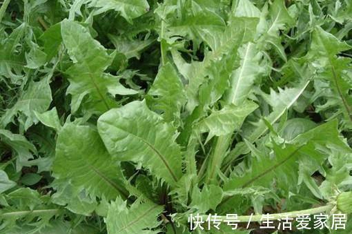 农村|农村到处都是宝,3种常见野菜,养肝护肝,肝脏排毒,女人更年轻