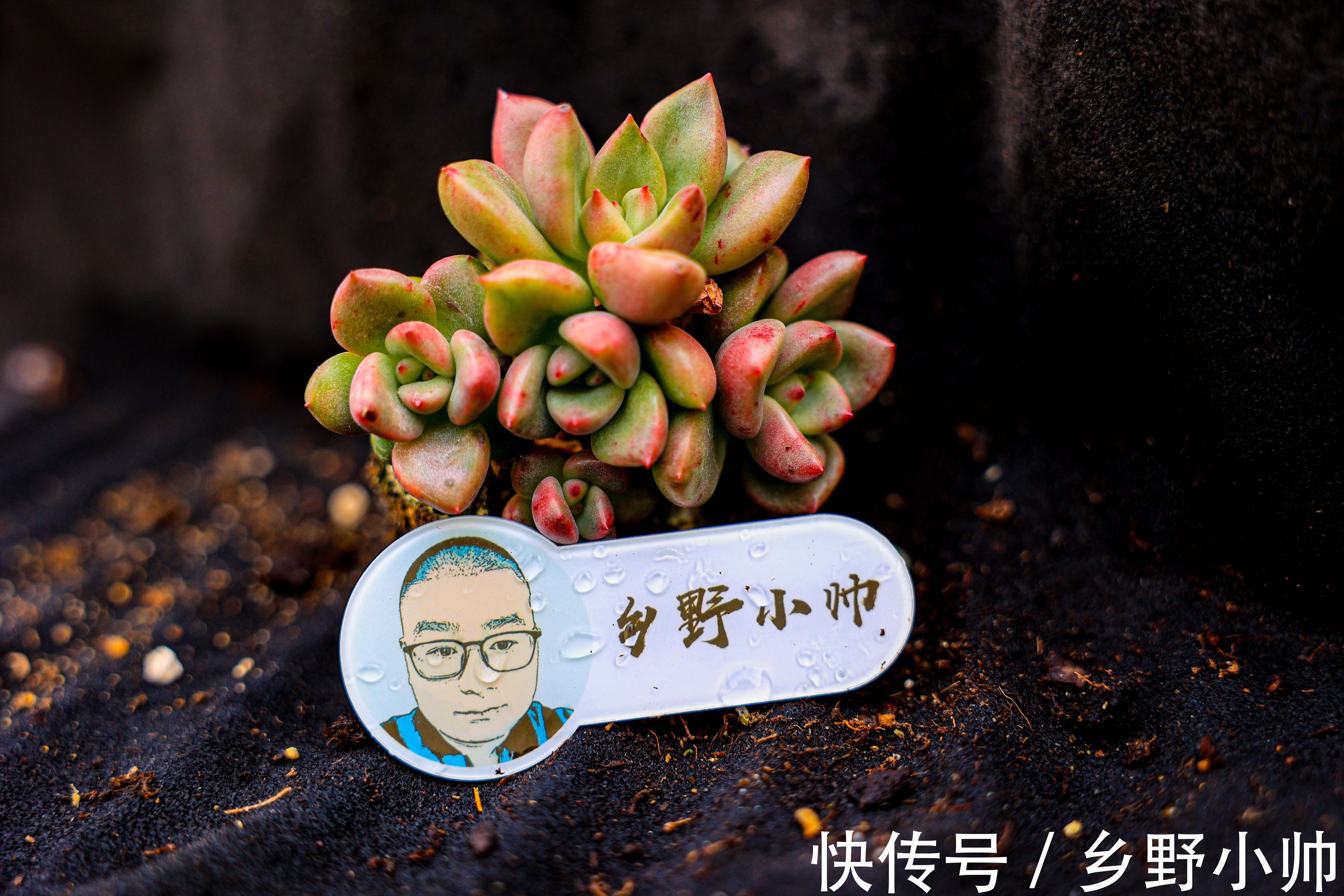 多肉叶片发软的原因有哪些？叶片发软怎么办？养护分享叶片篇