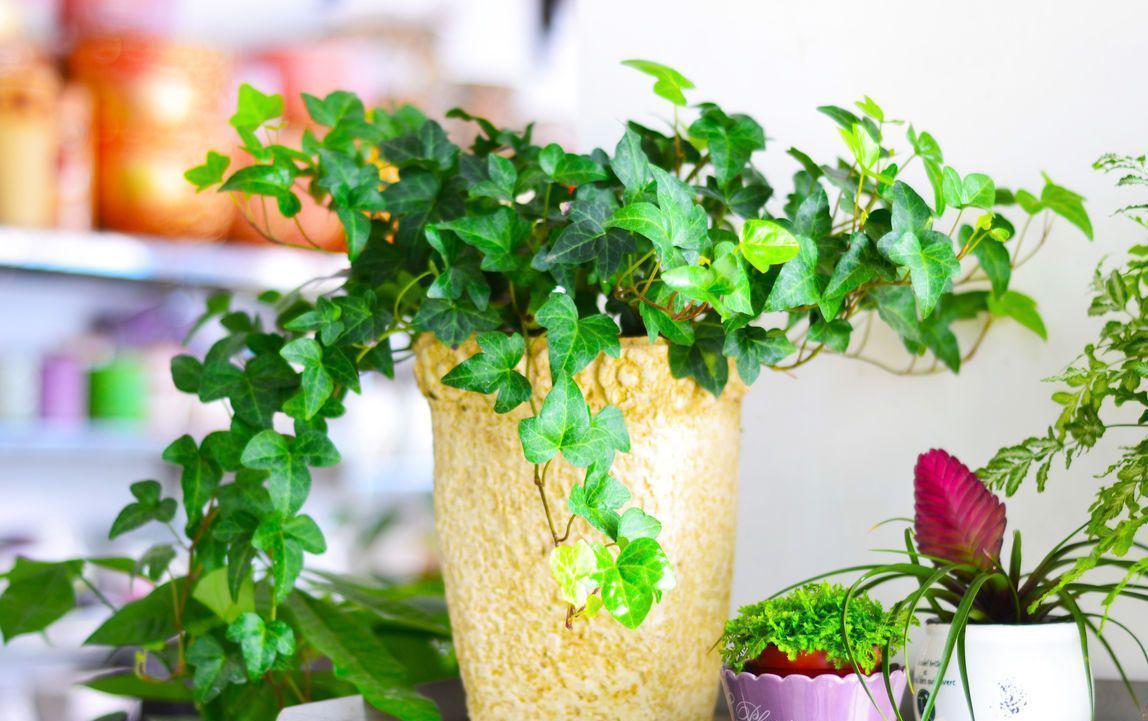 虎皮兰|公认的“五种健康花”，建议至少养一盆，又美又实用