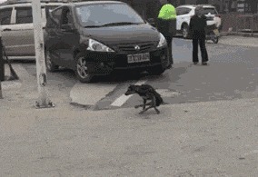 |搞笑GIF:这个伪装的太差了,我一看就知道是假的