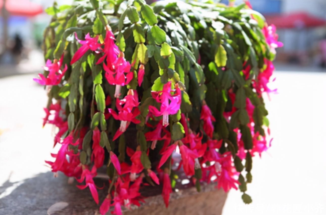 蟹爪兰要不要掐叶子？掐对就能开花多，掐错一个花苞也不长