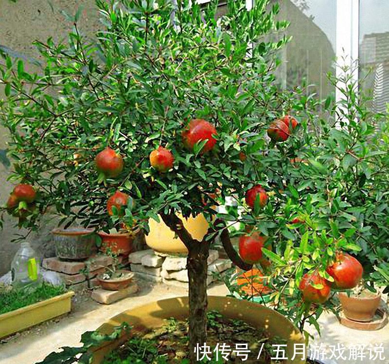 罗汉松|7种树“进宅”,旺财镇宅,延绵百年,家里有地方,一定养一棵