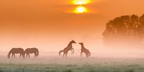 动物图腾：斑马，探索与回归，知晓一切的勇气