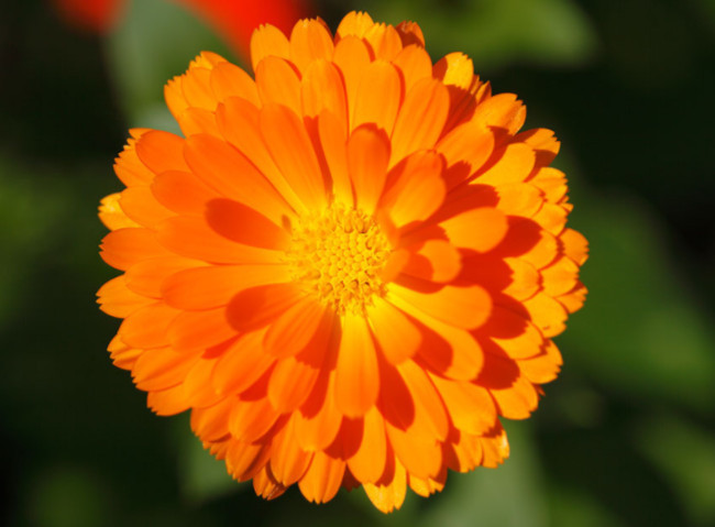 喜欢菊花，不如养盆“菊之珍品”，似金玉起楼，艳压群芳