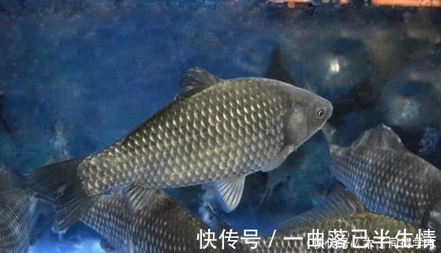 时机|传统钓抬竿时机的把握,增加鱼获只需掌握这几点