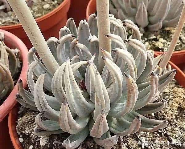 多肉植物长不大就是因为这3点原因,以后可一定要注意喽!