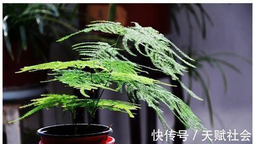 室内采光不够，养花就挑耐阴花，呼呼爆盆