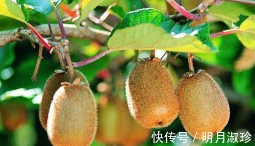 排便|便秘的“死对头”被发现,每天吃几口,排便顺畅,健康又长寿