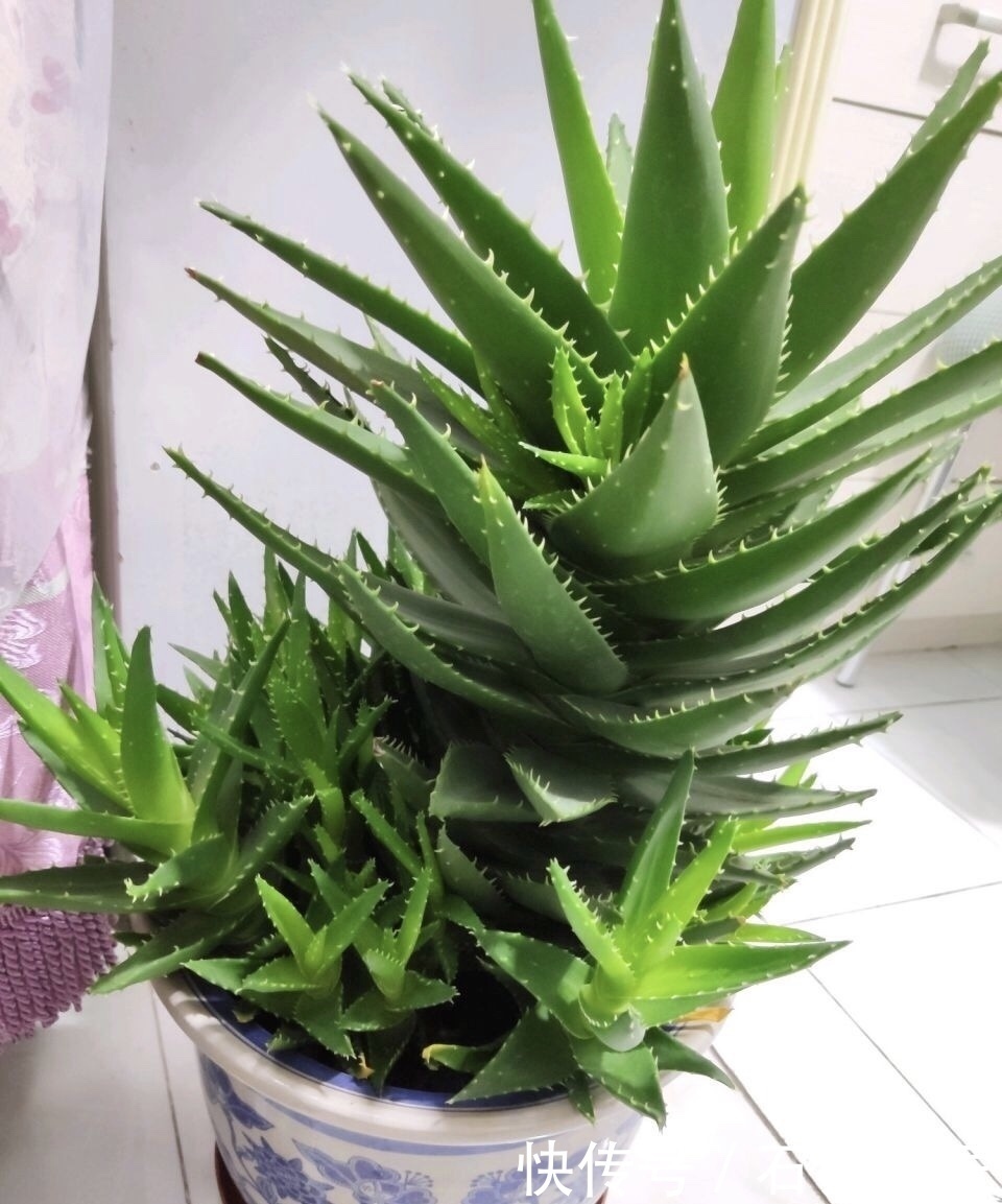 新房|搬新家之前,一定要养“这6种花”,除“甲醛”效果好