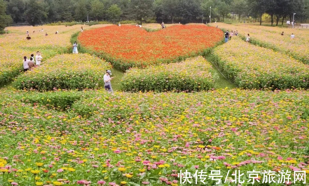 波斯菊展|快来！奥森公园波斯菊展将持续至10月24日，随手一拍都是大片