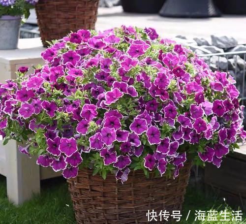 植株|花肥不用花钱买，3种“天然花肥”家里就有，花儿用了，枝繁叶茂长得旺