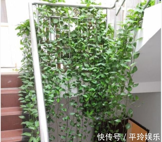 人养花,花也养人,3种花养家里,直接爆成绿瀑布,非常漂亮