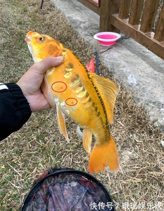 价值上千?深圳钓友钓了条奇鱼,有人出1000想买,钓友:已经放了