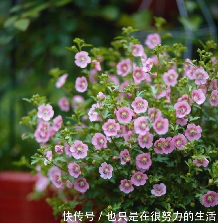 长成|小木槿养成“棒棒糖”,有一步不可少,只需一年长成小树长满花苞