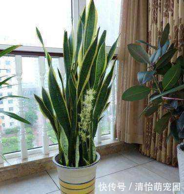 卧室养花要注意,2种花虽漂亮,但不能养,个个不利健康