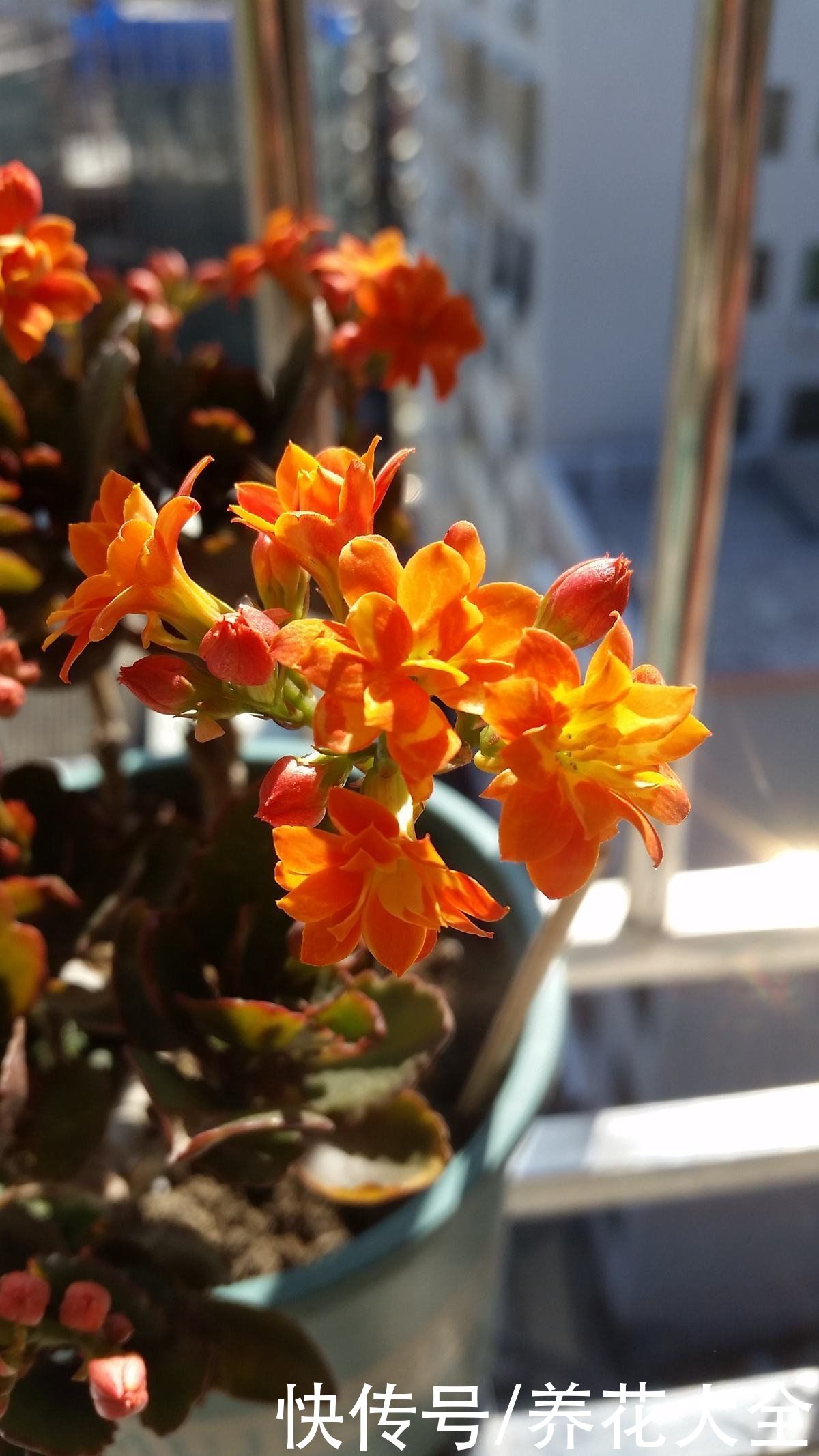  才能|养长寿花，最怕5怕，避开了才能养爆盆