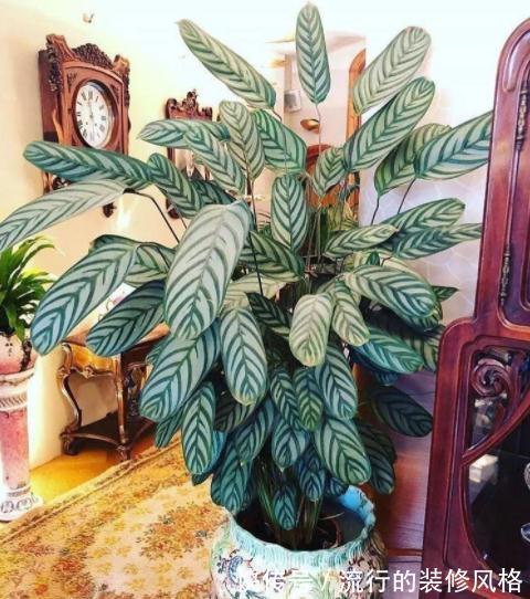 养这“10种花”,经常喷喷水,越长越旺“越精神”