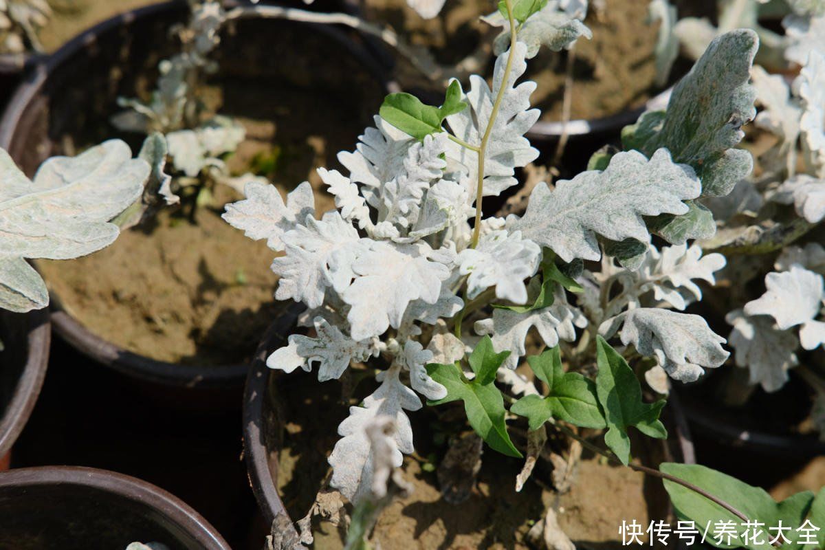 一种花长得像雪花，全身银白色，气质高雅有格调