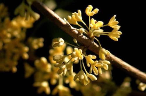  胃部|它是养胃“高手”，每天吃一点，修复胃黏膜，胃一天比一天好