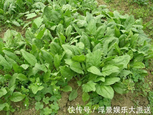 波菜|常吃菠菜的人,身体不会差,但切忌与一物同食,却很多人不清楚