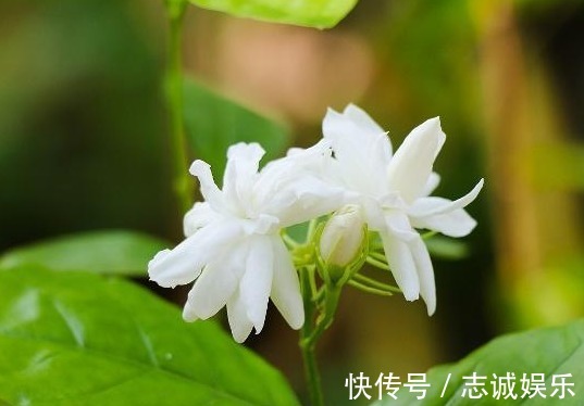 植株|最好养的室内盆栽茉莉花,只要5步,枝繁叶茂,一年开花6个月