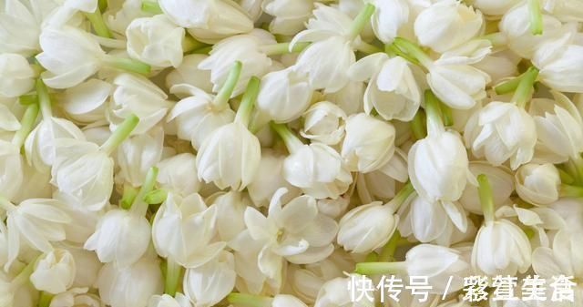 花旺|婆婆养茉莉花，从不施肥，只浇“2种水”，茉莉枝健、叶绿、花旺