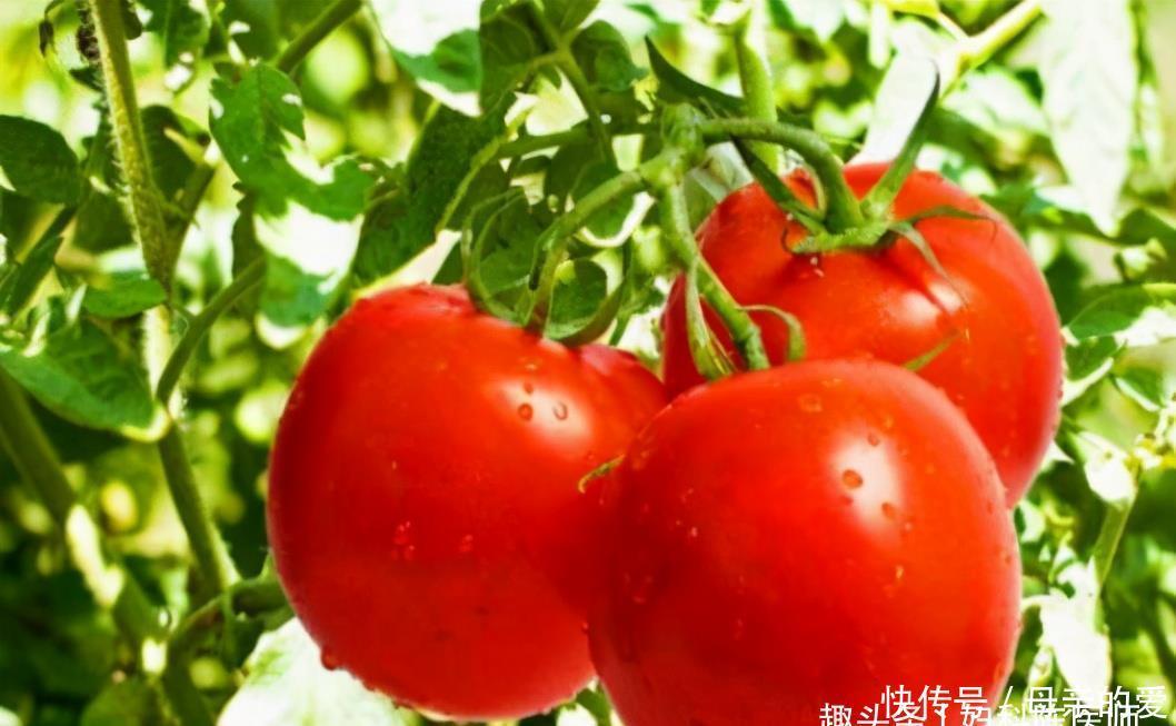 四棱豆|女性过了30岁,多吃三种食物,增强皮肤弹性,润泽肌肤,早吃早好