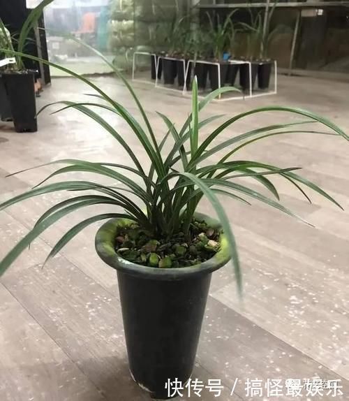 酒鬼|这3种花都是“小酒鬼”,每七天喝一口,叶绿,根壮,养养更茂盛