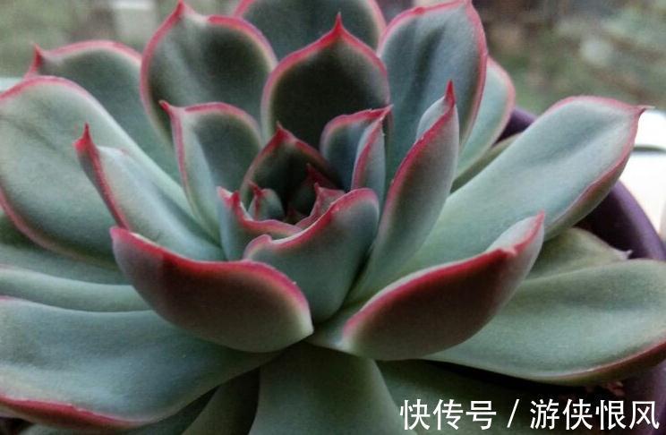 多肉僵苗具体原因是什么