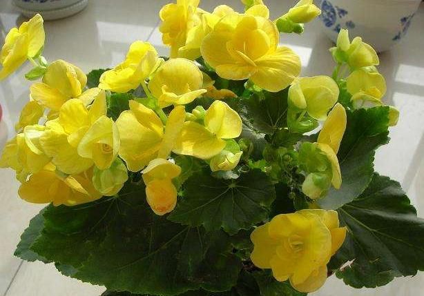 “3种花”哪怕最美，大家也不要随便养，高手都很难养好它们