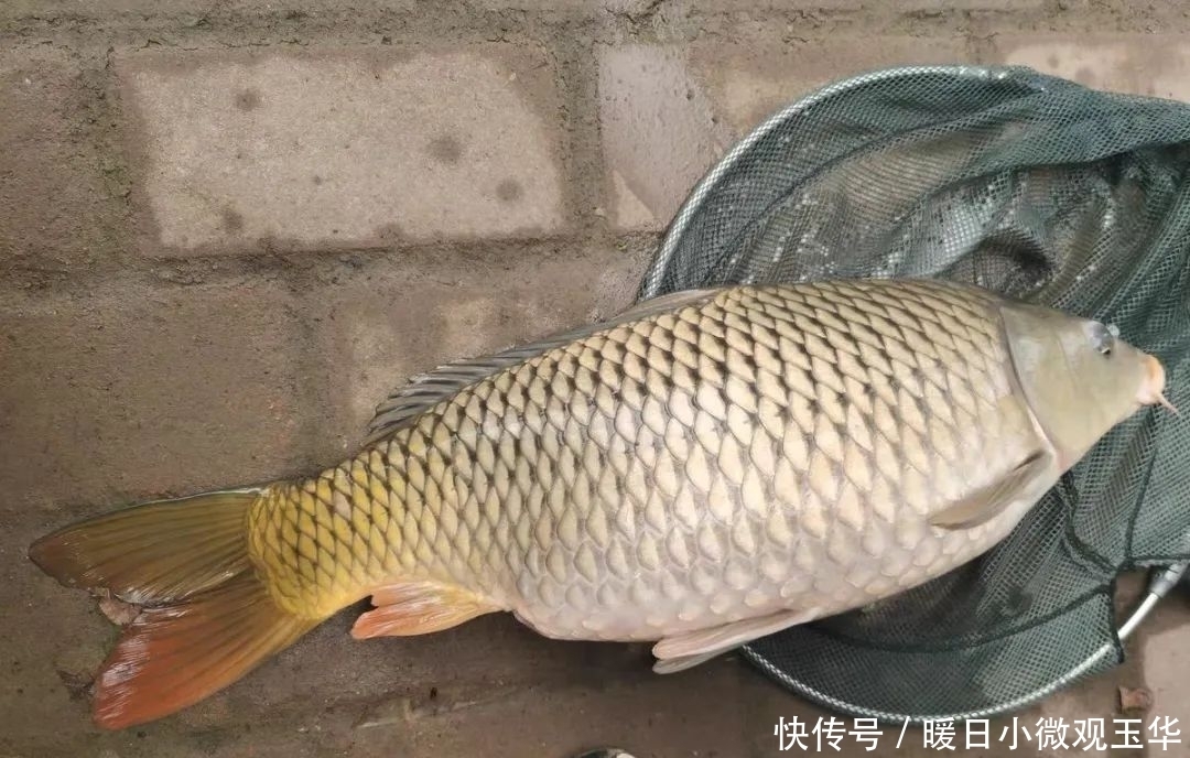 饵料|窝中来了大鱼，这几个坏习惯要改改，否则再好的饵料也白费！