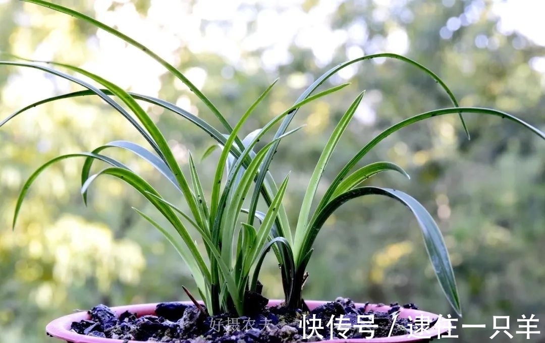 什么叫兰花服盆？兰友：这么说就明白了