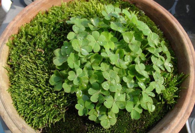 4种''路边垃圾''不简单,带回家处理好养花,啥肥料都不再缺了