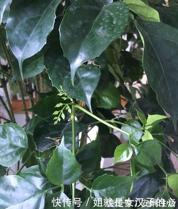 客厅放什么花好5种花好养大气寓意好，许多人都喜欢！