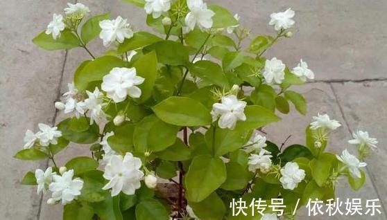 养殖绣球、茉莉，想要盆栽多开花，用它们浇花施肥就够了