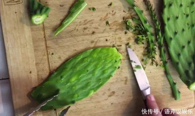 养了十多年,仙人掌都不变样,狠心来一刀,突然爆发开始猛长