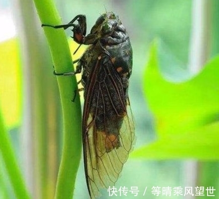 艳惊四座!唐朝才子急欲施展抱负,却屡试不第,写下一诗,成千古名作