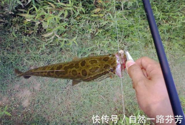 黑鱼泛滥成灾成群黑鱼聚集河湾产卵电鱼人不如我来来试试