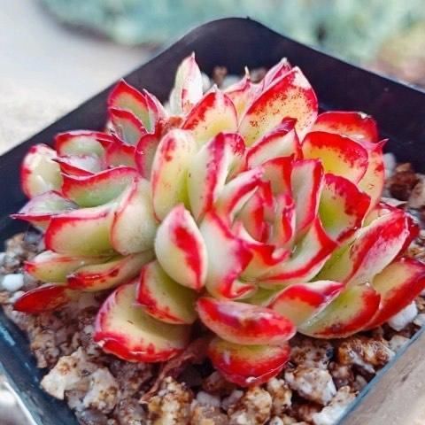 花友|2种美得像花一样的多肉植物,隔着屏幕都能感受到它的美,真漂亮