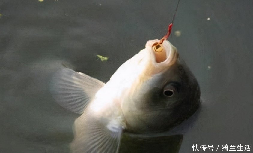 鱼儿|钓鱼不知道怎么配饵?学会这几个饵料技巧,走到哪里都不怕!