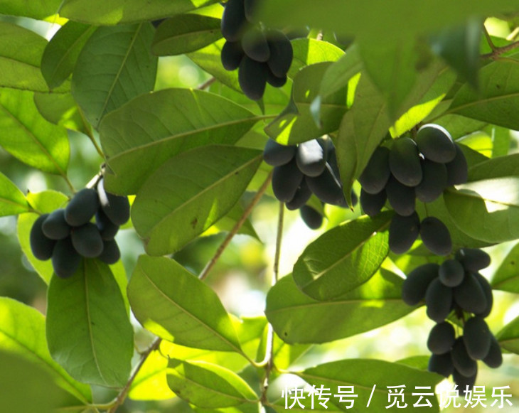 大家都喜欢这种树开的花,但结的果实却少有人知,一斤要好几百