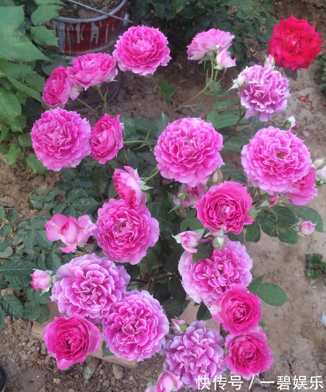 阳台养花,养棵“天方夜谭”吧,美丽若牡丹,浓香四溢,多季花开