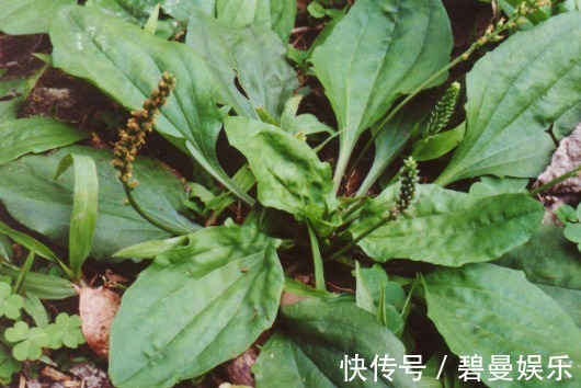 药用价值|农村这3种天然的“止咳药”，曾被践踏不被珍惜，如今有钱都难买