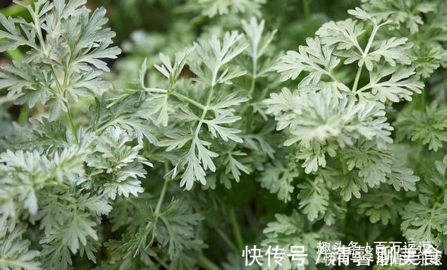 郎中|家有三年艾，郎中不必来！艾叶的效果多神奇用过的人都说好