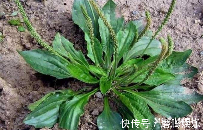 蛇莓|小时候常见又叫不上名的植物,终于知道叫啥了,太全了