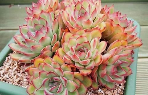 买多肉别只听名字,这6种多肉一个品种好几个名,擦亮眼睛别上当