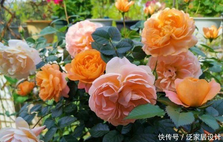 家养几款植物,阳台开出花海,花香易打理,美极了