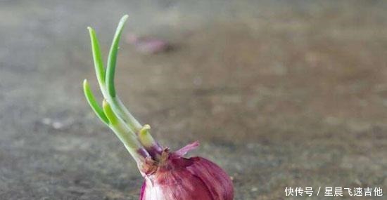 这些食物发芽可以吃,但营养价值会降低