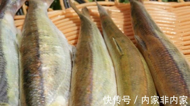 石斑鱼|公认最好吃的5种鱼,全吃过的是土豪