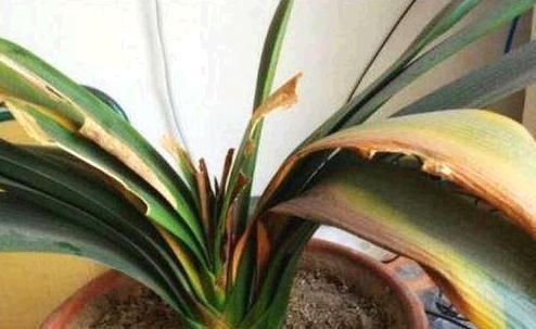 君子兰,两种“零食”喂下去,叶肥花多,爆满盆